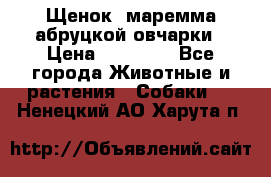 Щенок  маремма абруцкой овчарки › Цена ­ 50 000 - Все города Животные и растения » Собаки   . Ненецкий АО,Харута п.